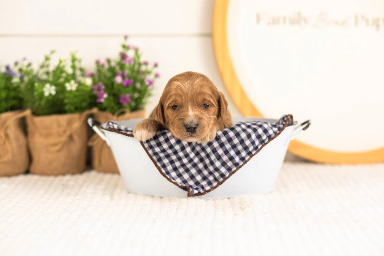 Lani goldendoodle for sale(3).jpg