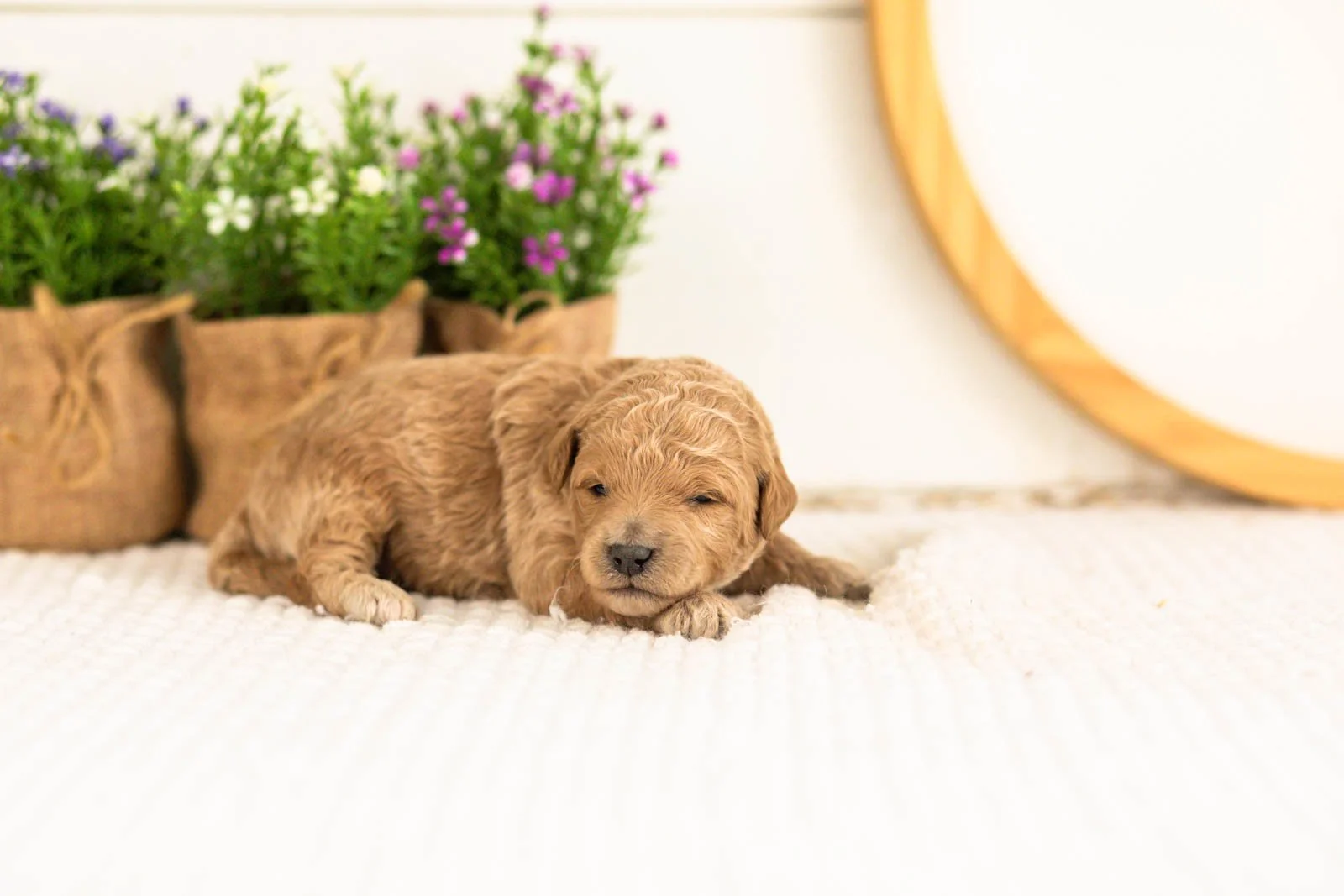 Fin Goldendoodle for sale.jpg