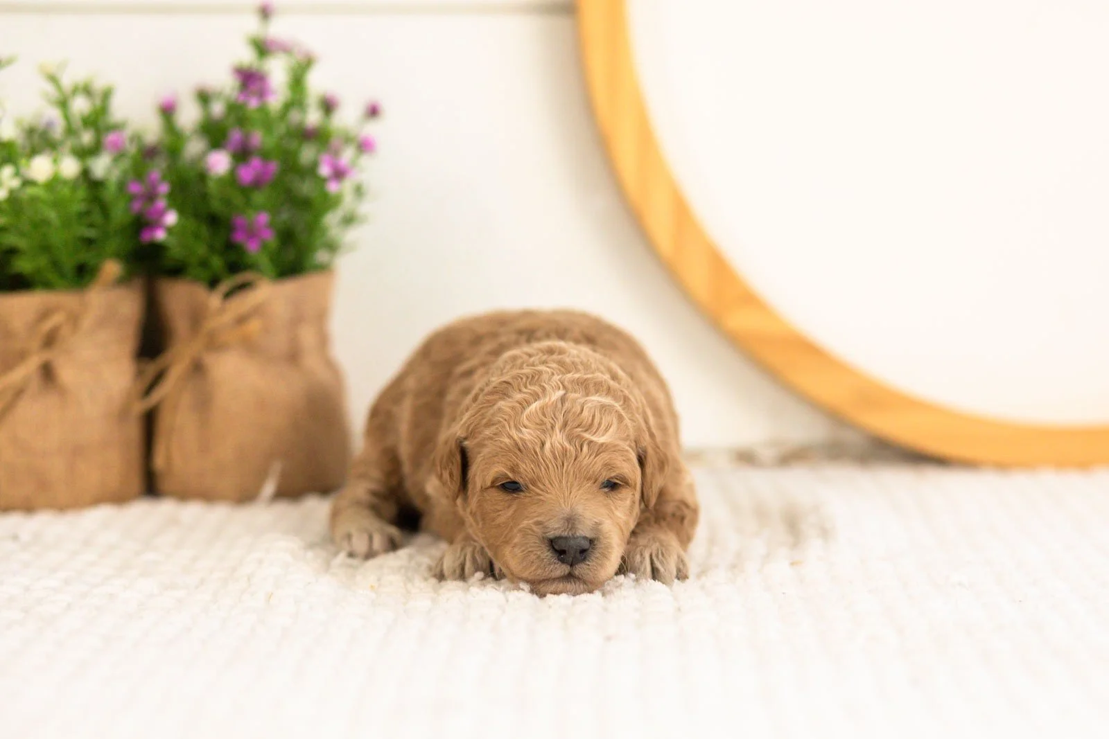 Fin Goldendoodle for sale(1).jpg