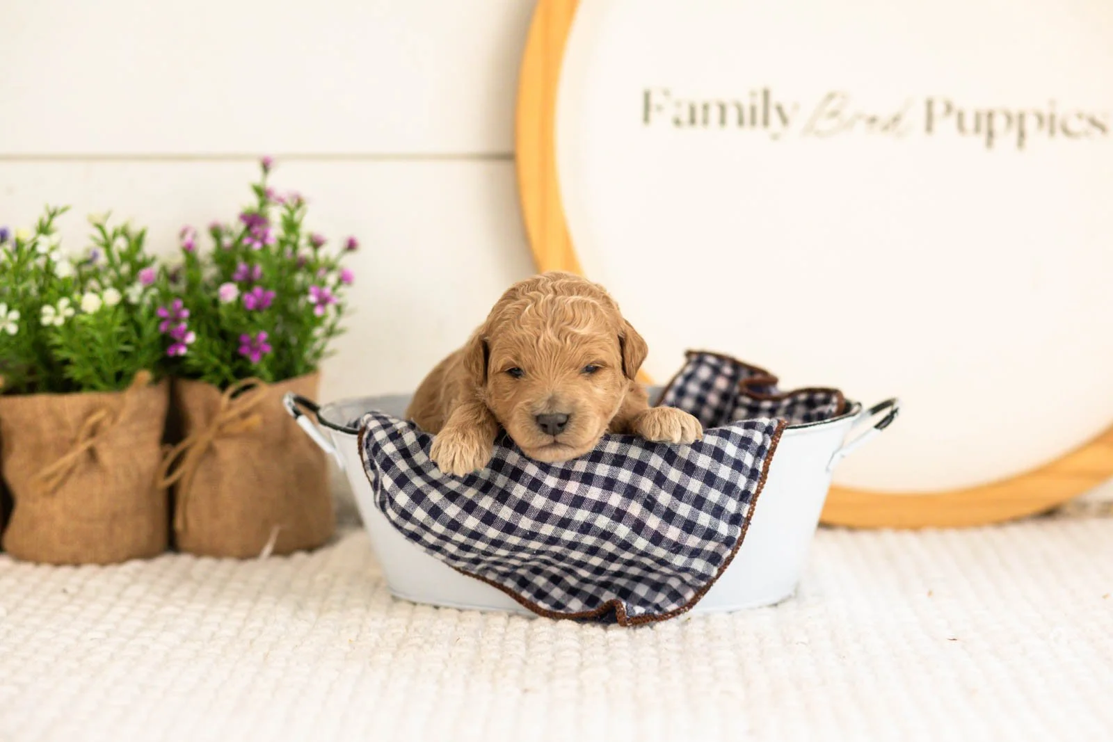 Fin Goldendoodle for sale(4).jpg