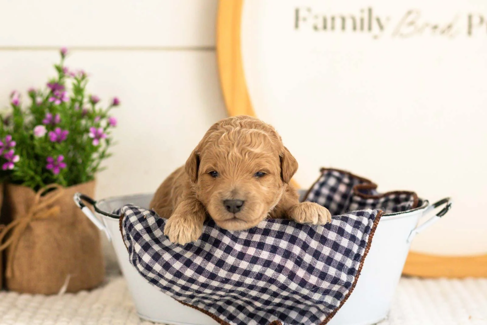 Fin Goldendoodle for sale(3).jpg