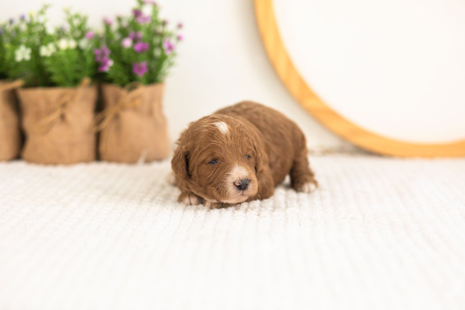 Kai goldendoodle for sale.jpg
