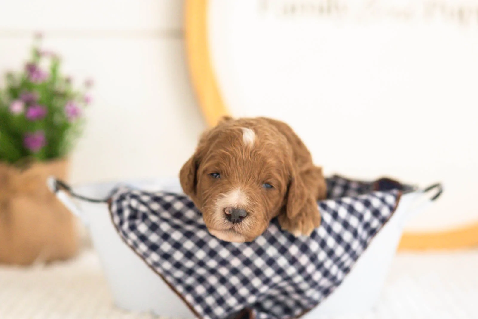 Kai goldendoodle for sale(2).jpg