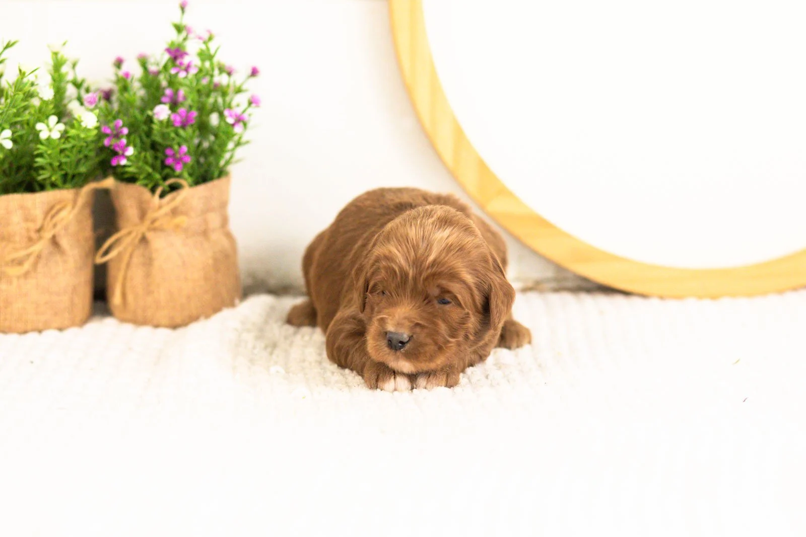Nalu goldendoodle for sale(1).jpg