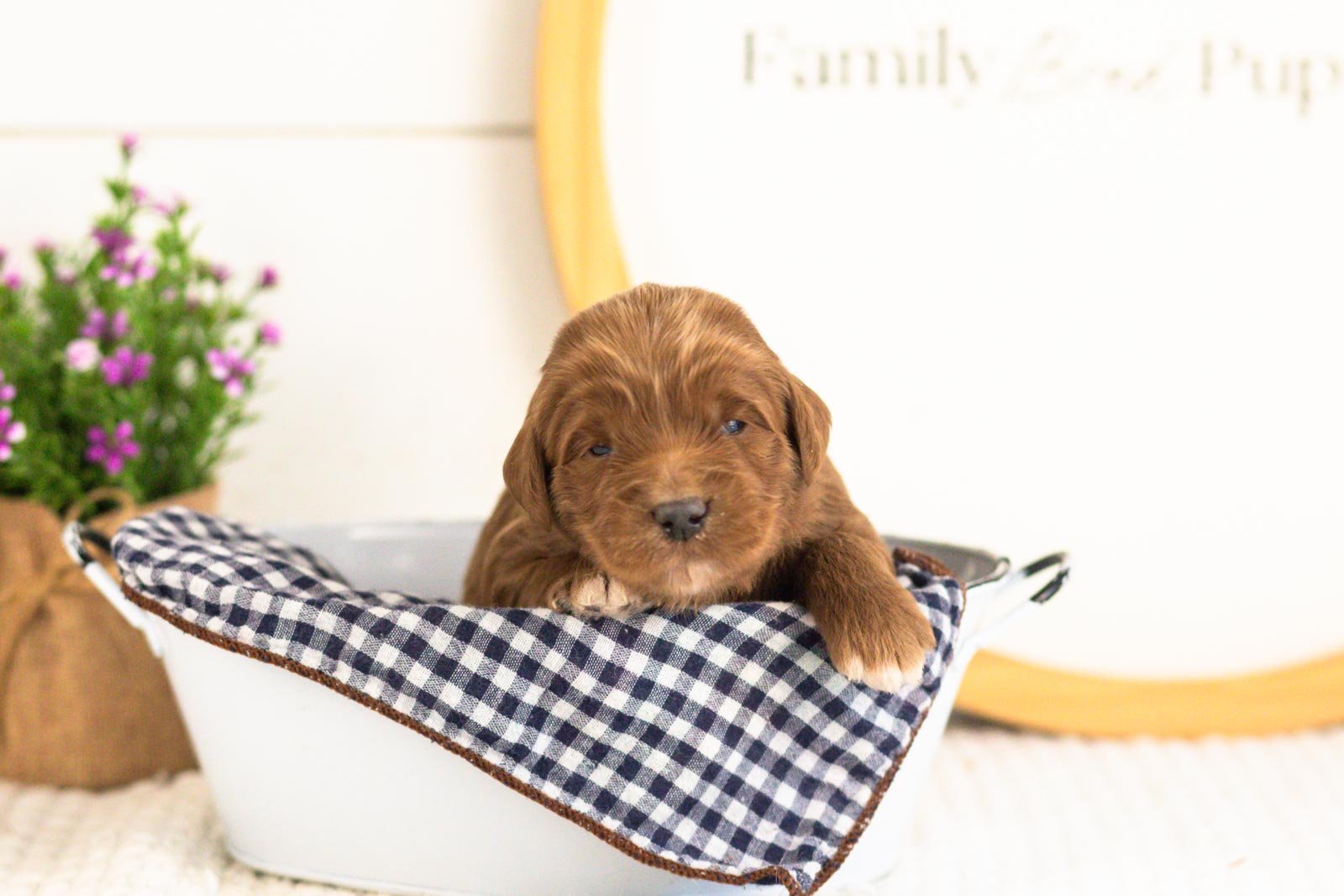 Nalu goldendoodle for sale(4).jpg