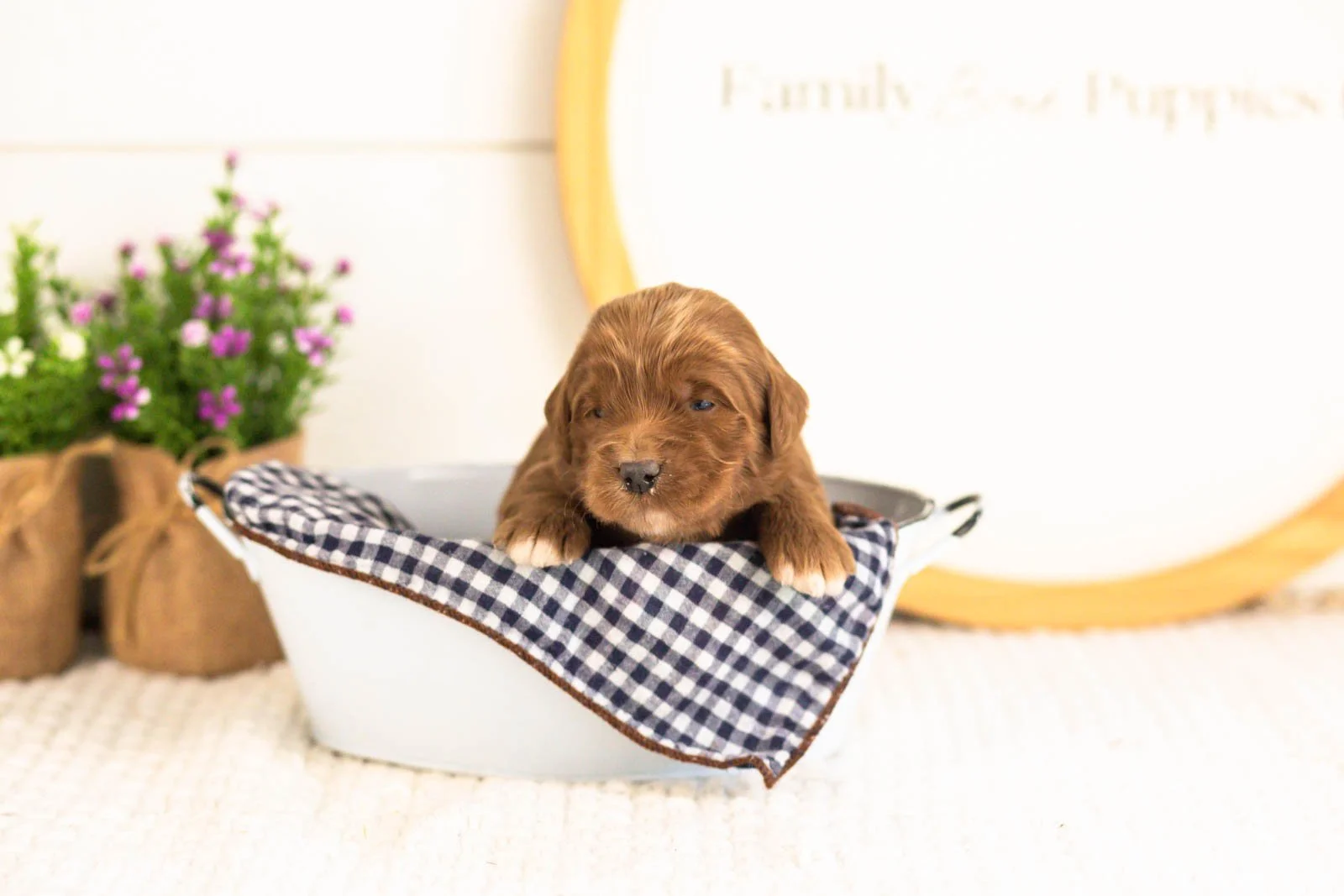 Nalu goldendoodle for sale(3).jpg