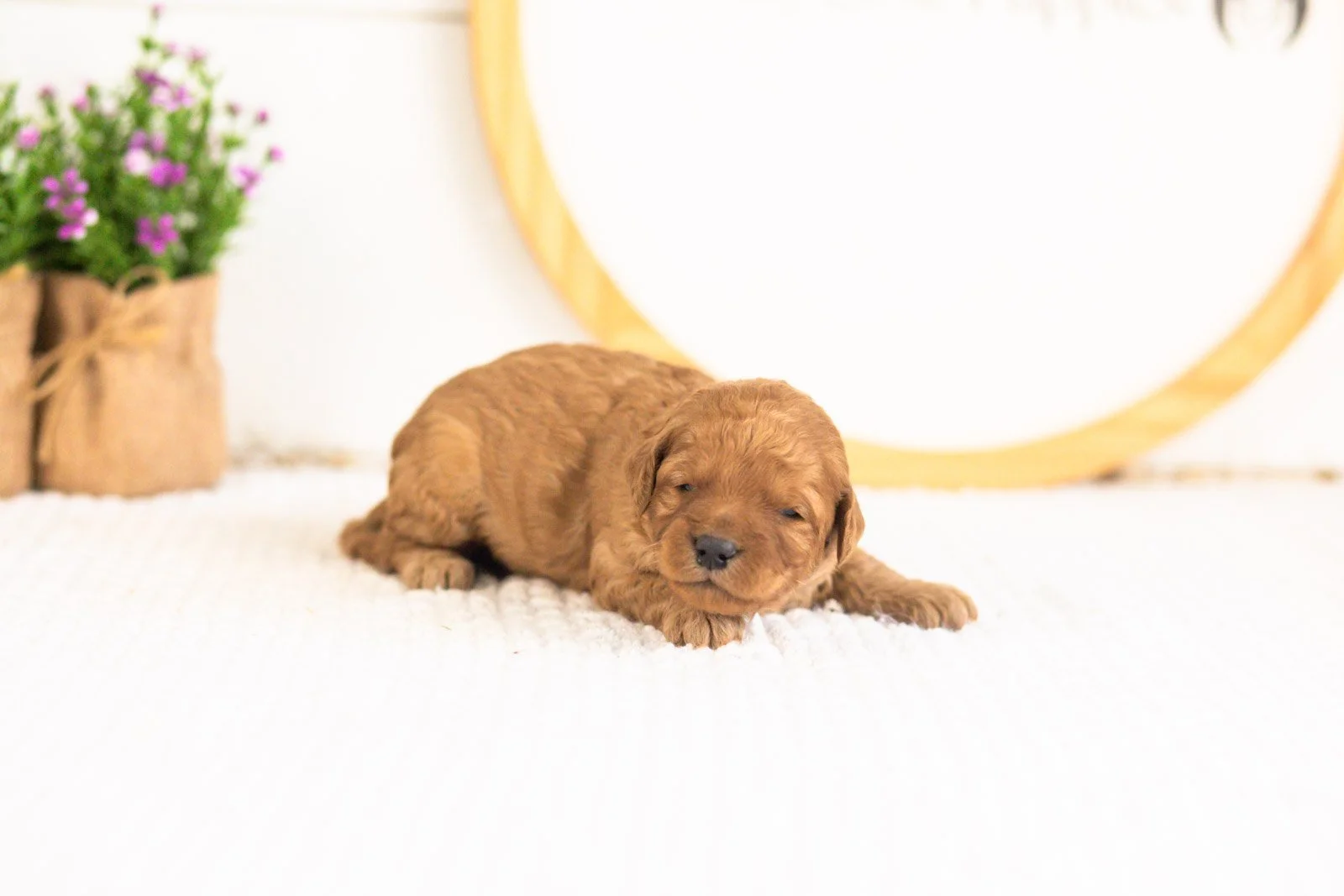 Reef goldendoodle for sale(1).jpg