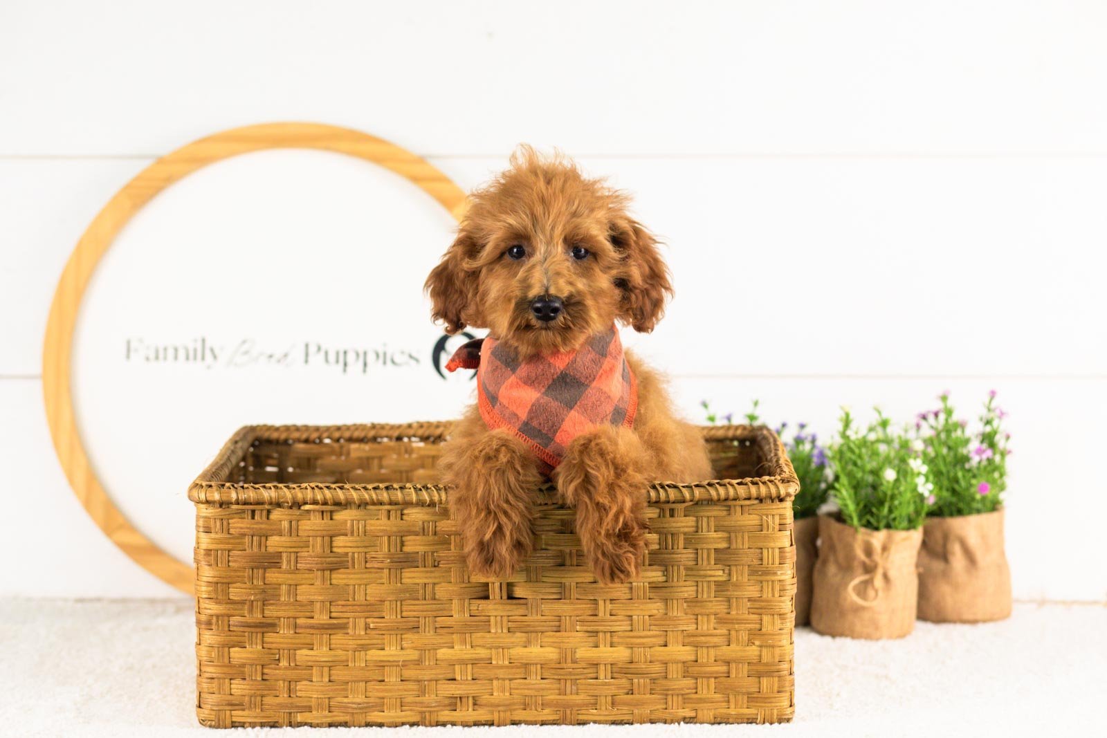 Russell goldendoodle for adoption(4).jpg
