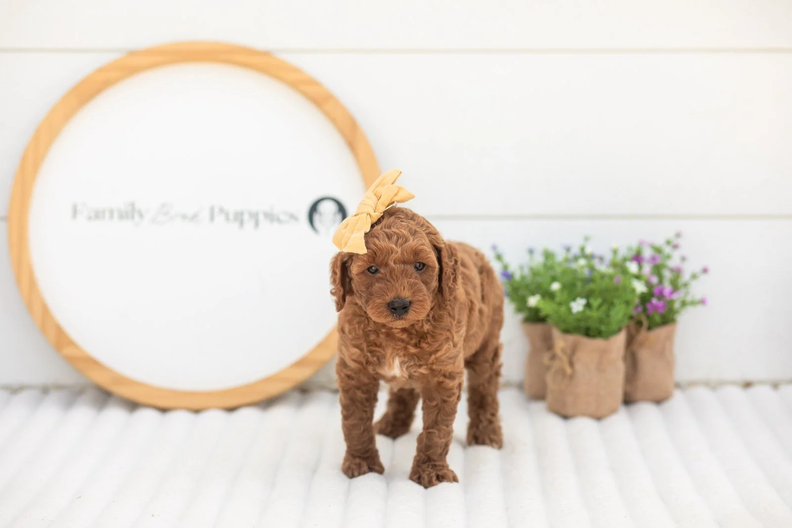 Mallory goldendoodle for sale(2).jpg