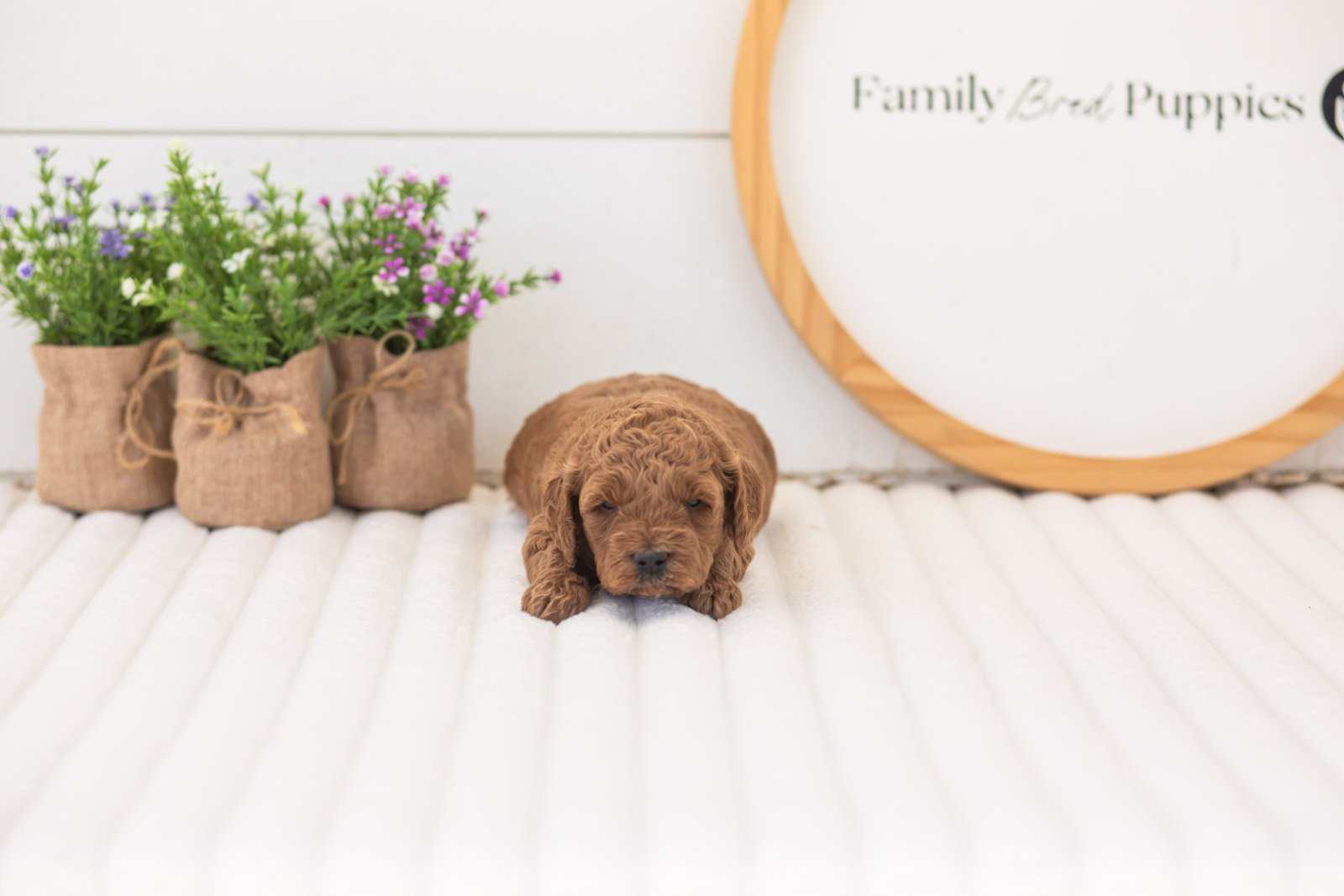 mallory goldendoodle for sale.jpg