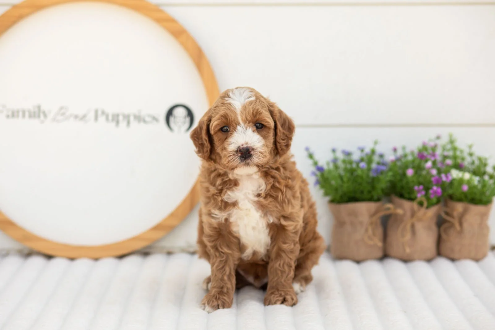 Mack goldendoodle for sale(2).jpg