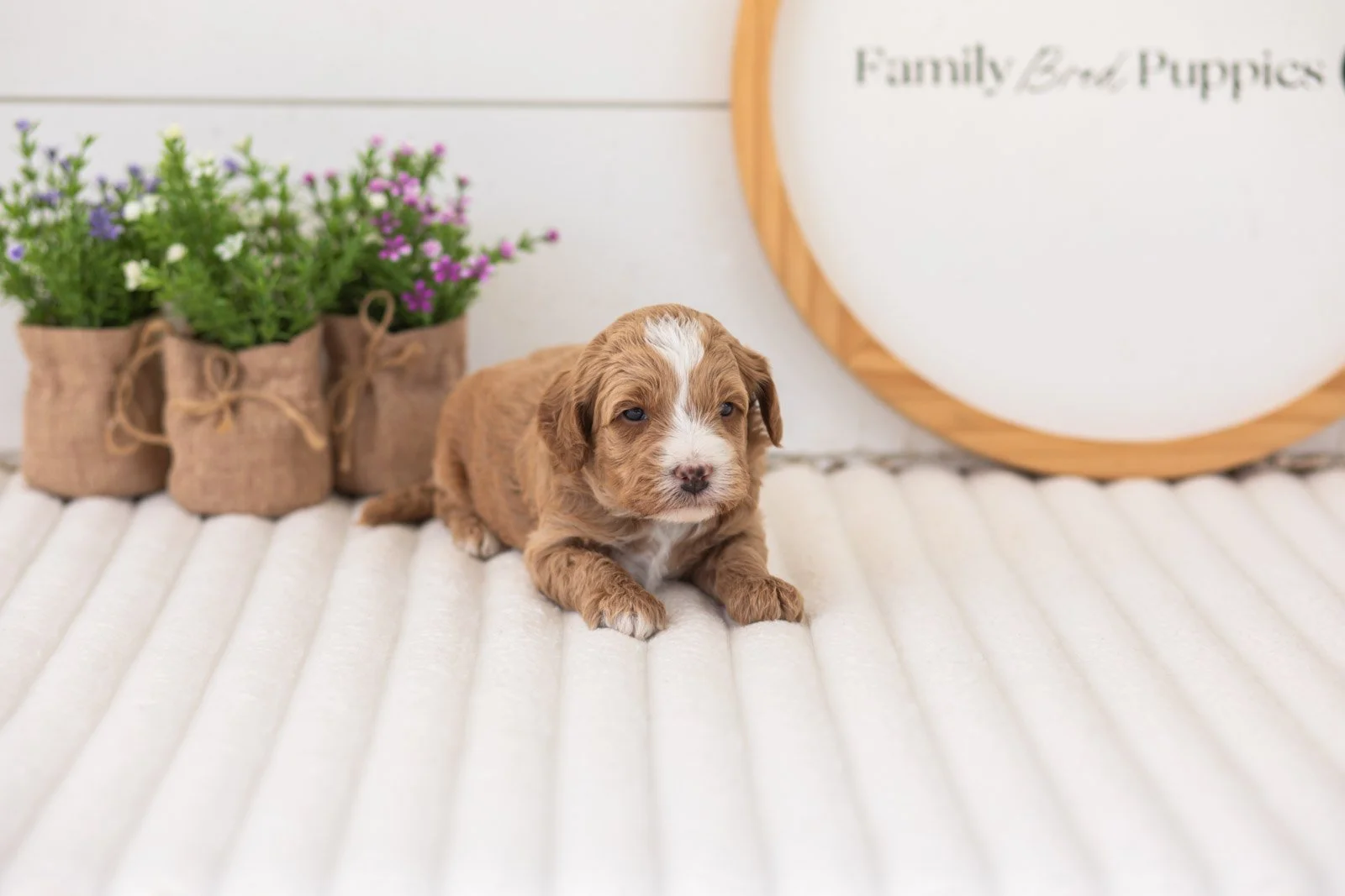 mac goldendoodle for sale.jpg