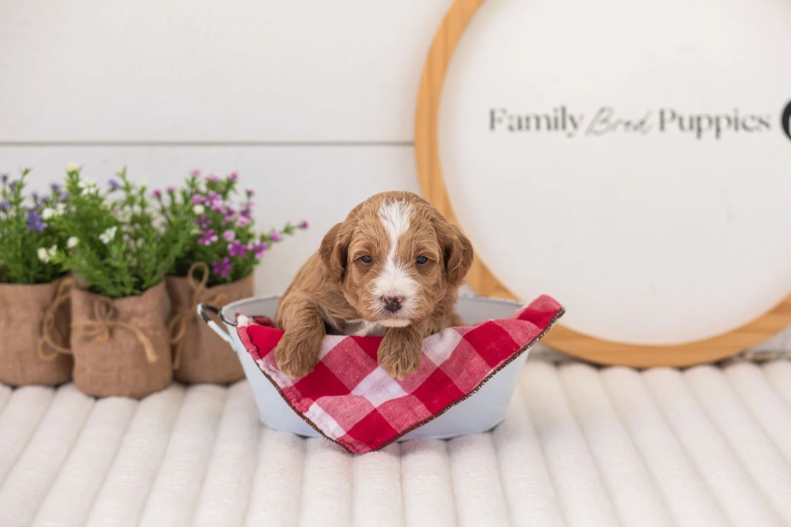 mac goldendoodle for sale(3).jpg