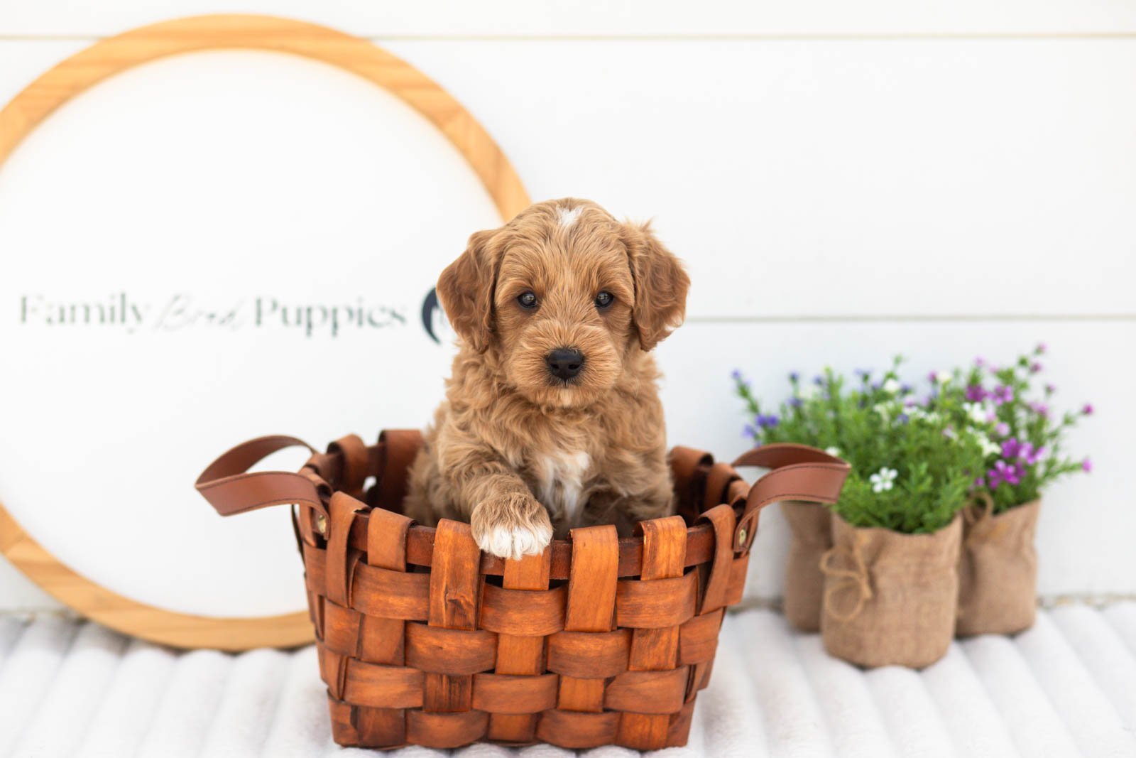 Mason goldendoodle for sale(4).jpg