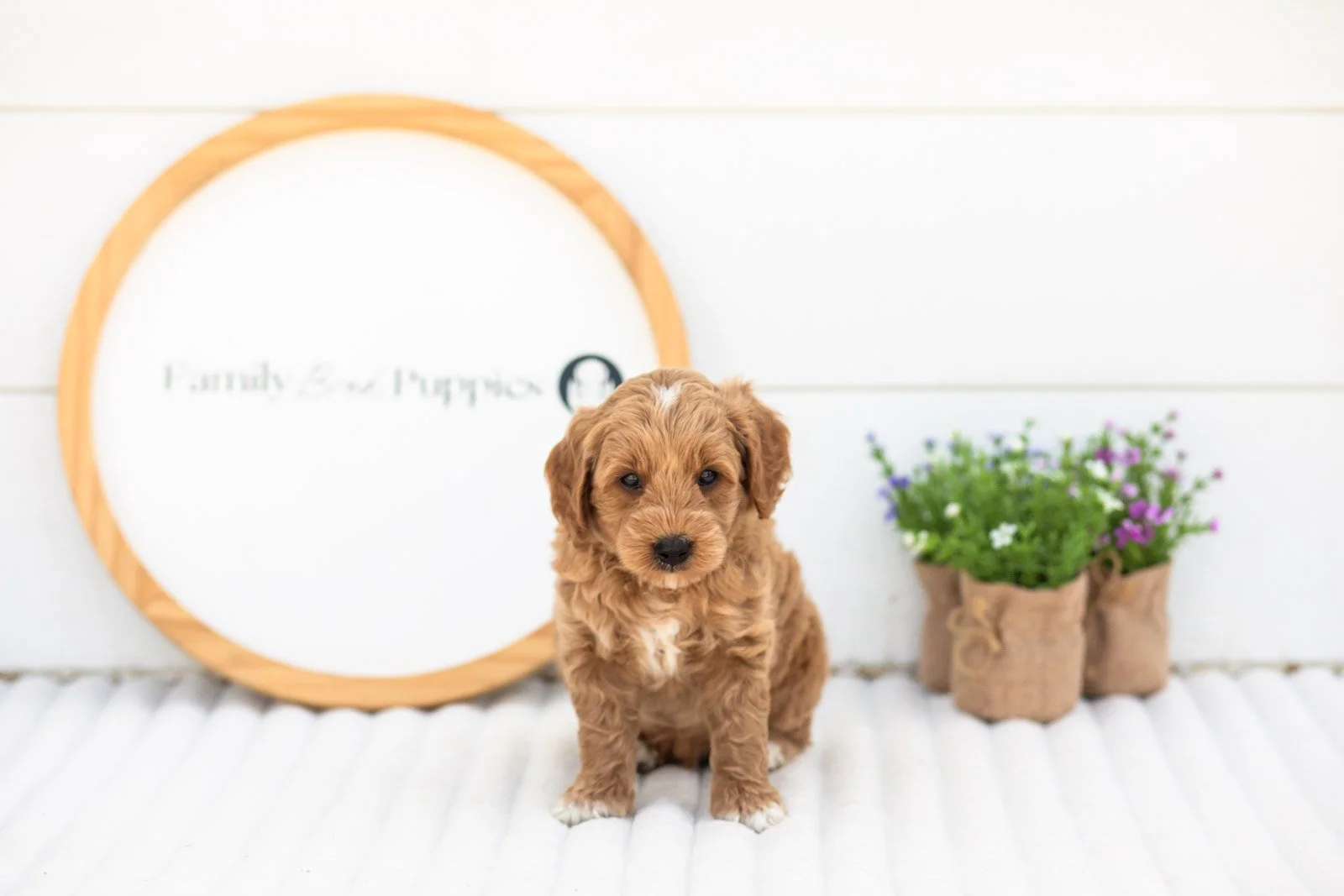 Mason goldendoodle for sale.jpg