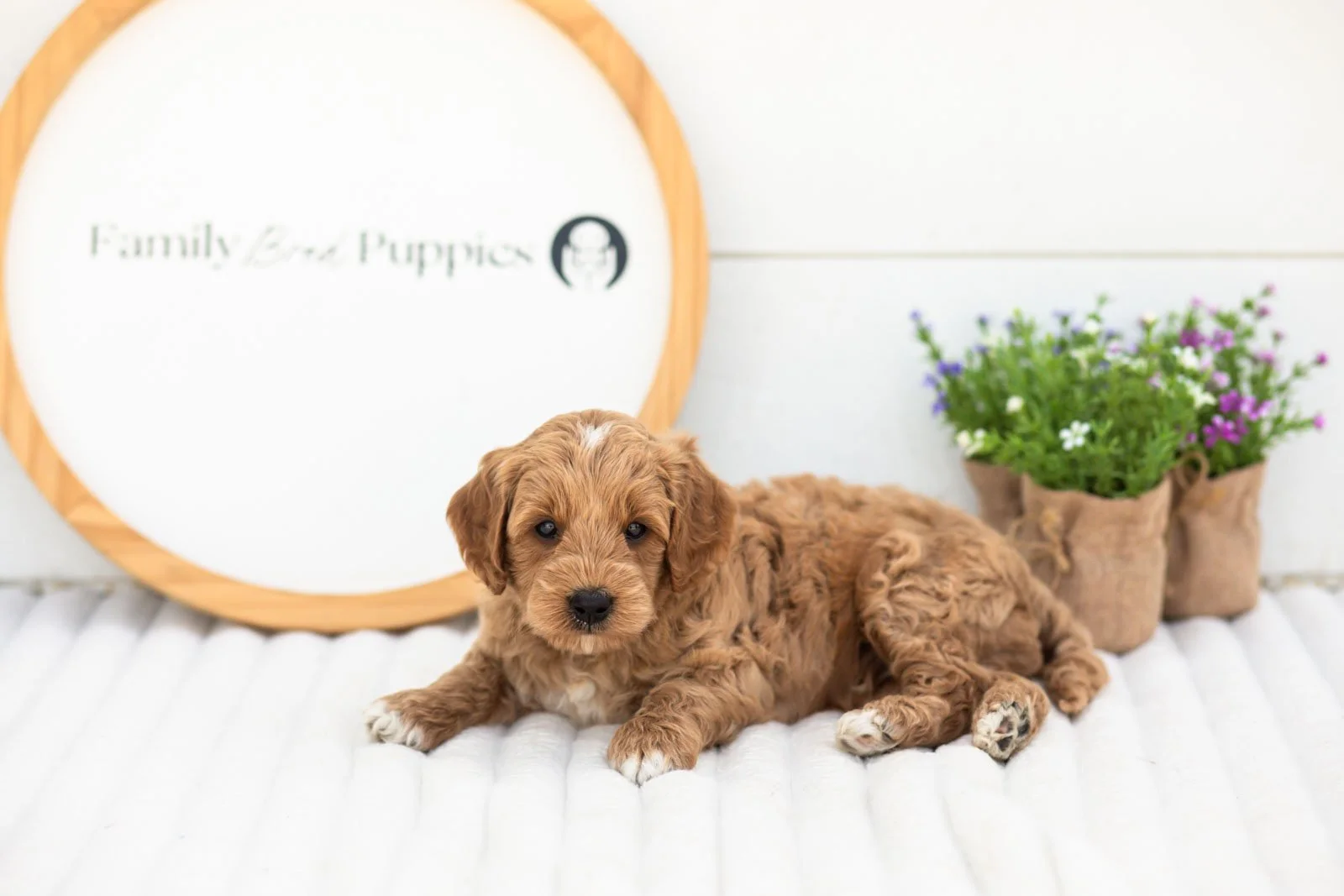 Mason goldendoodle for sale(1).jpg