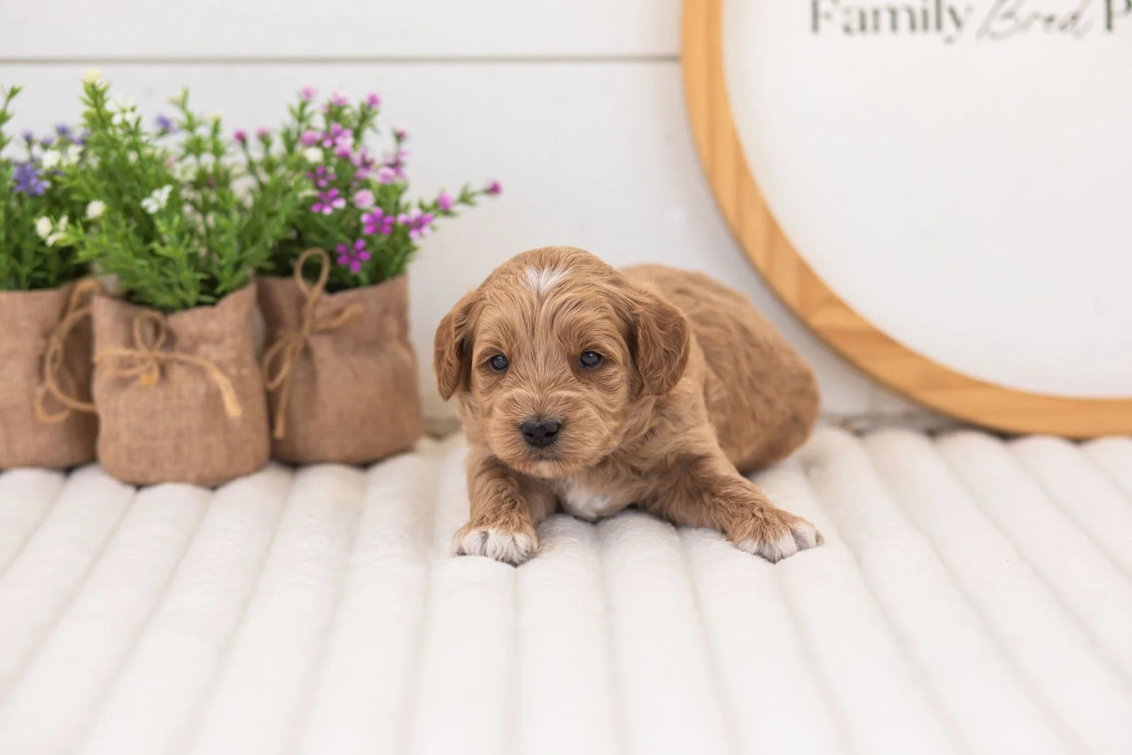 mason goldendoodle for sale(1).jpg