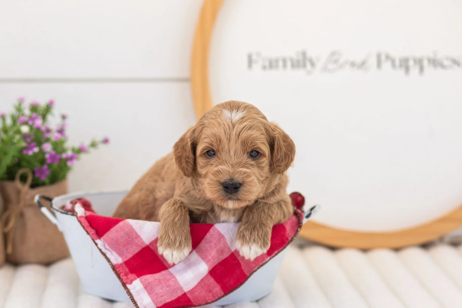 mason goldendoodle for sale(3).jpg