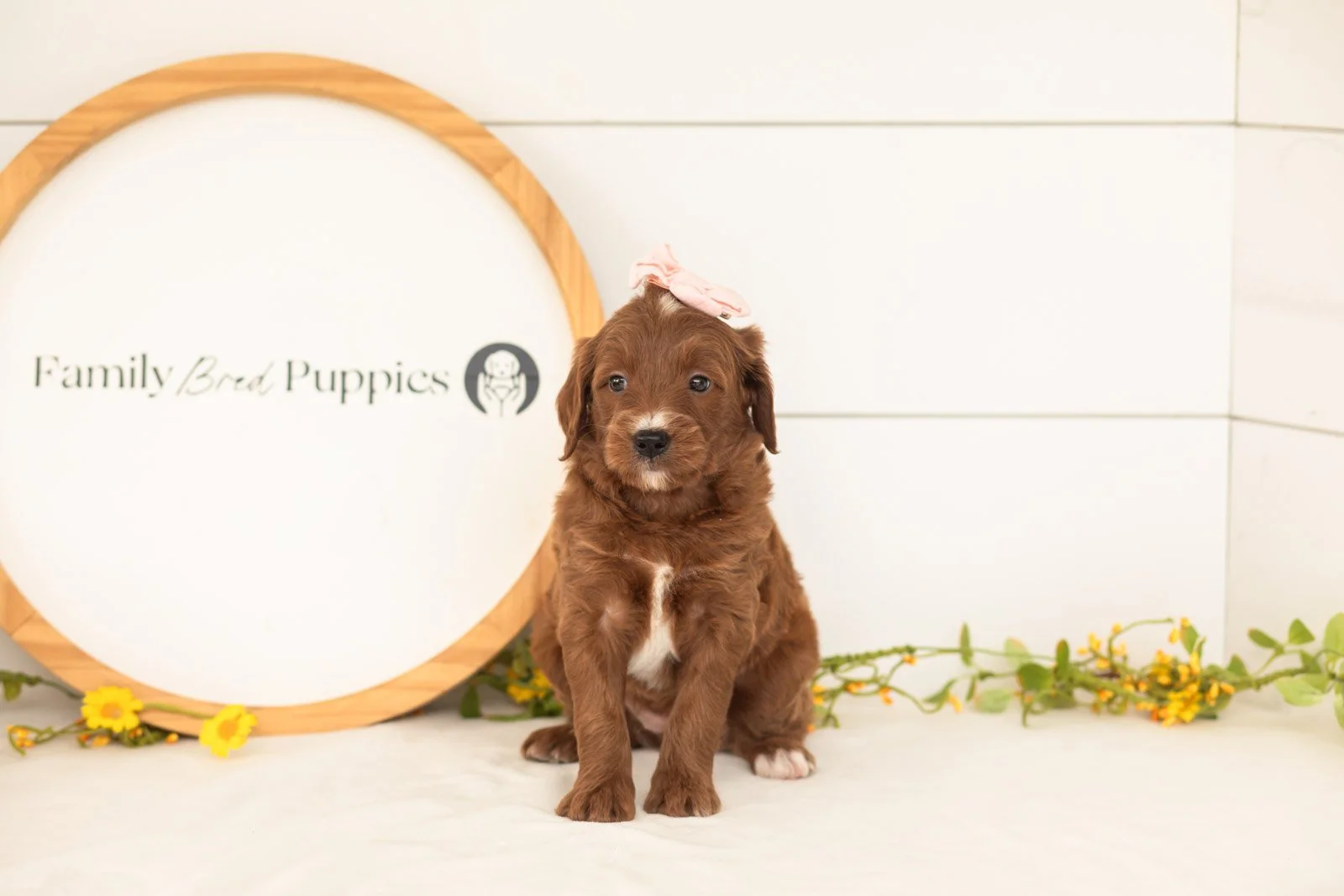 Jiggly goldendoodle for sale(2).jpg