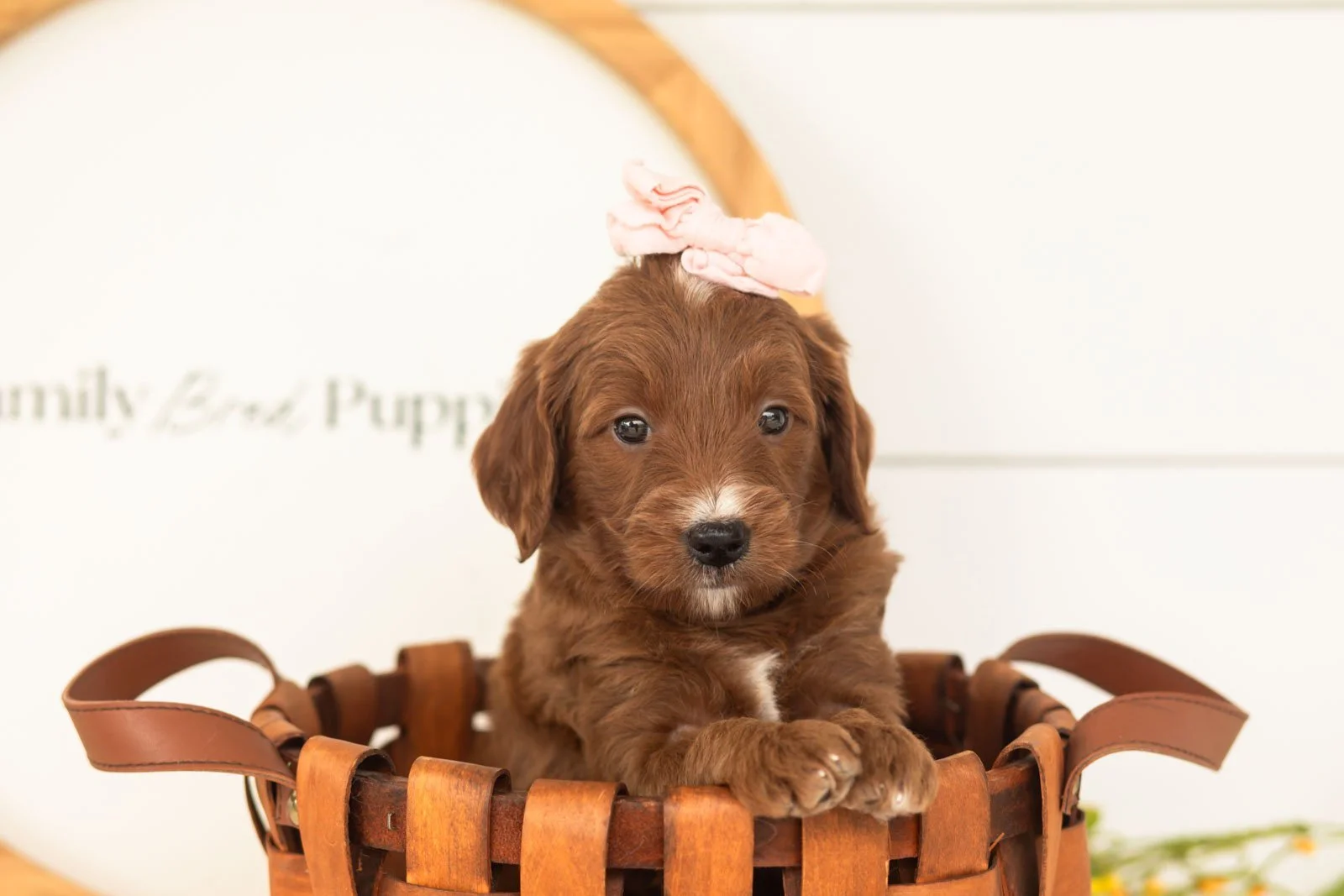 Jiggly goldendoodle for sale(3).jpg