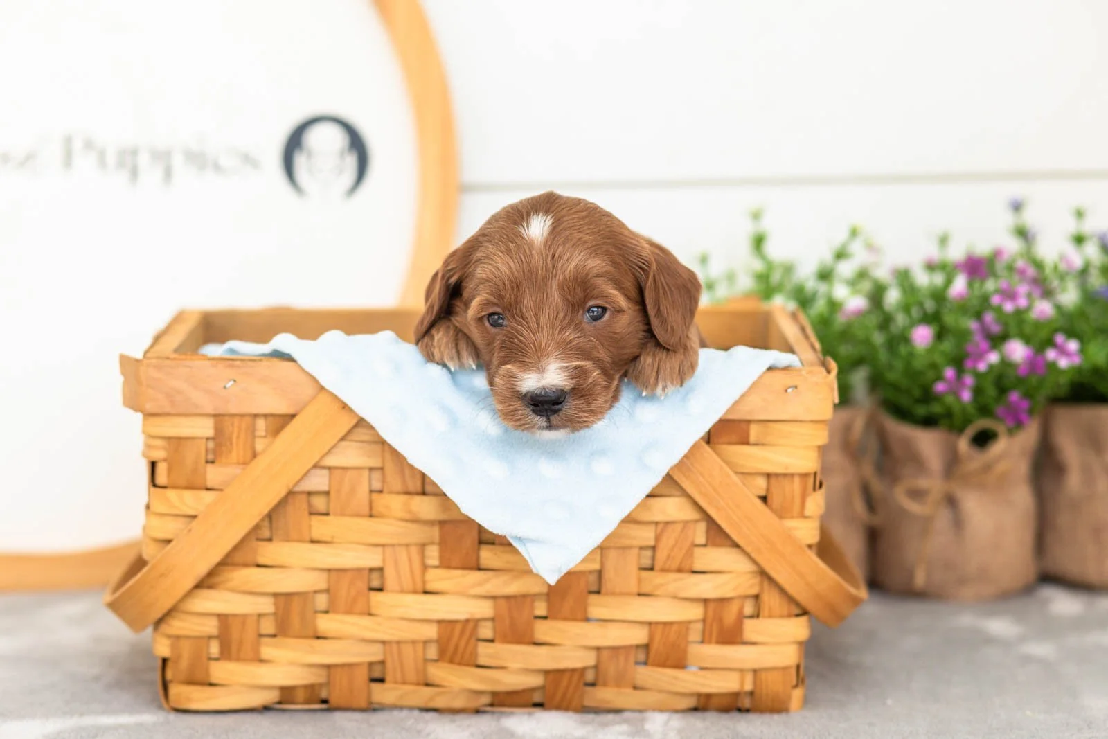 Jiggly goldendoodle for sale(4).jpg