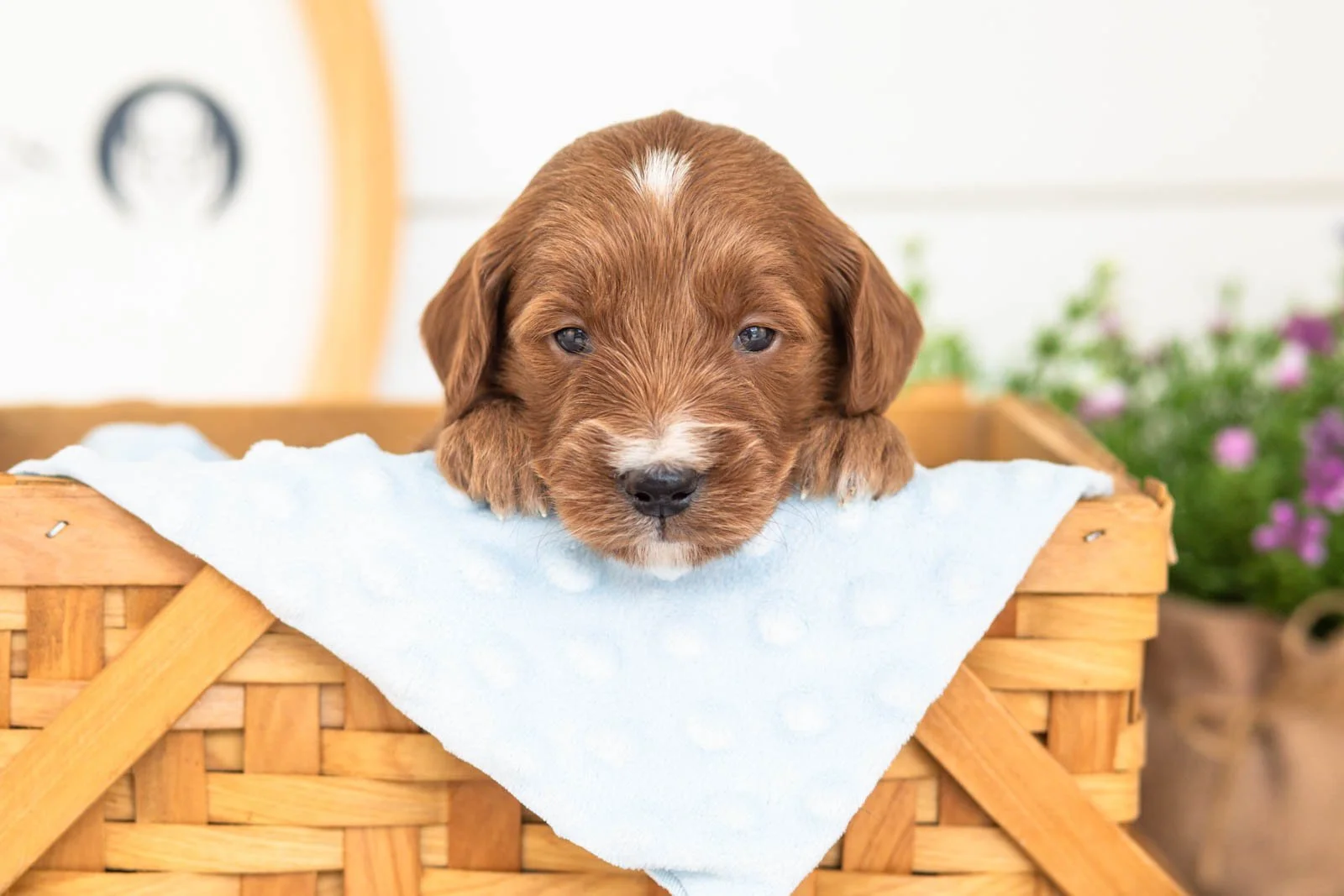 Jiggly goldendoodle for sale(3).jpg