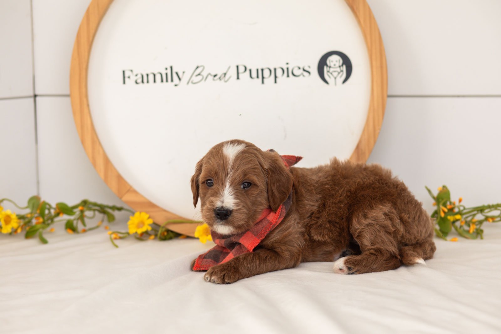 Ash goldendoodle for sale(1).jpg