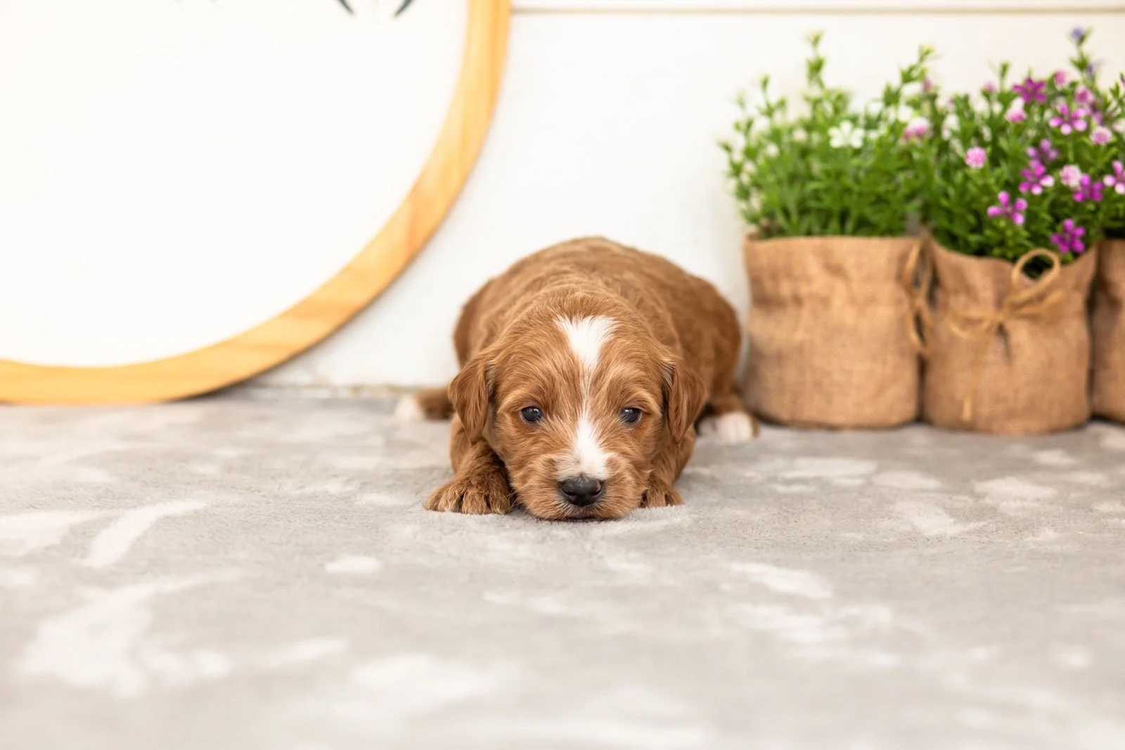 Ash goldendoodle for sale(1).jpg