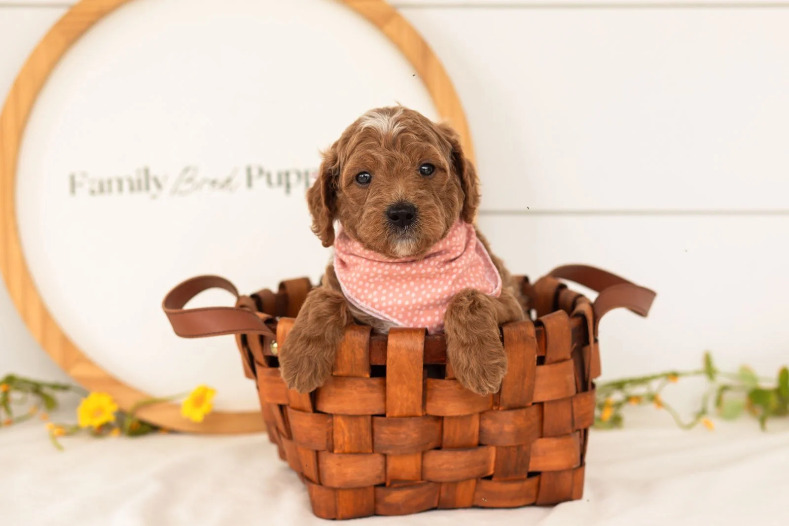 Char goldendoodle for sale(3).jpg