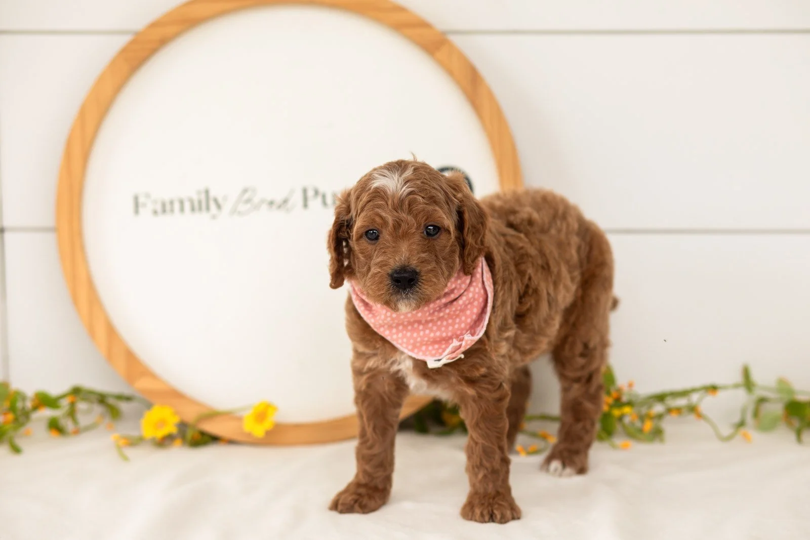 Char goldendoodle for sale(2).jpg