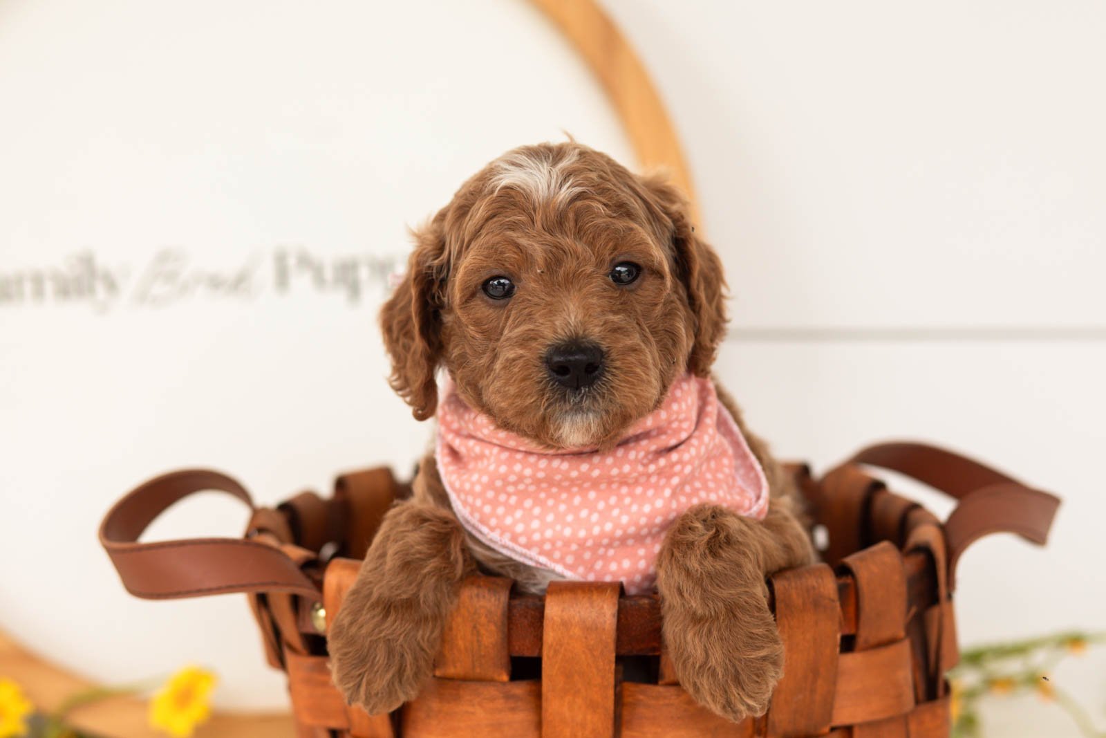 Char goldendoodle for sale(1).jpg