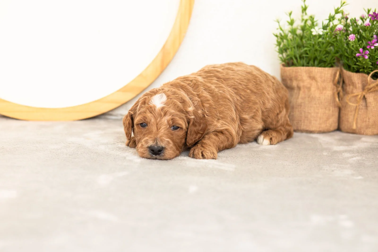 Char goldendoodle for sale(1).jpg