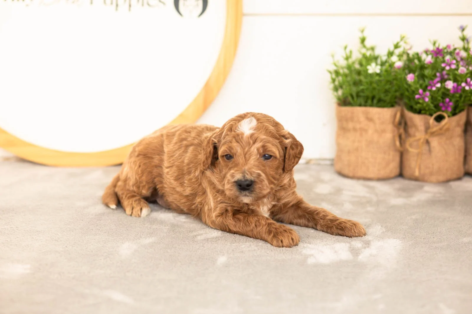 Char goldendoodle for sale.jpg