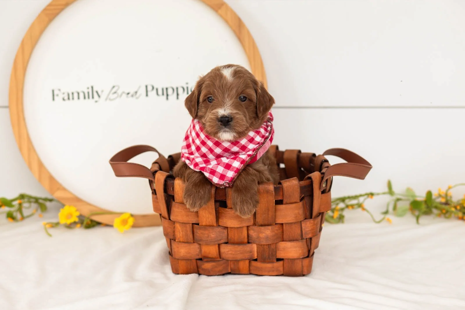 Jolt goldendoodle for sale(4).jpg