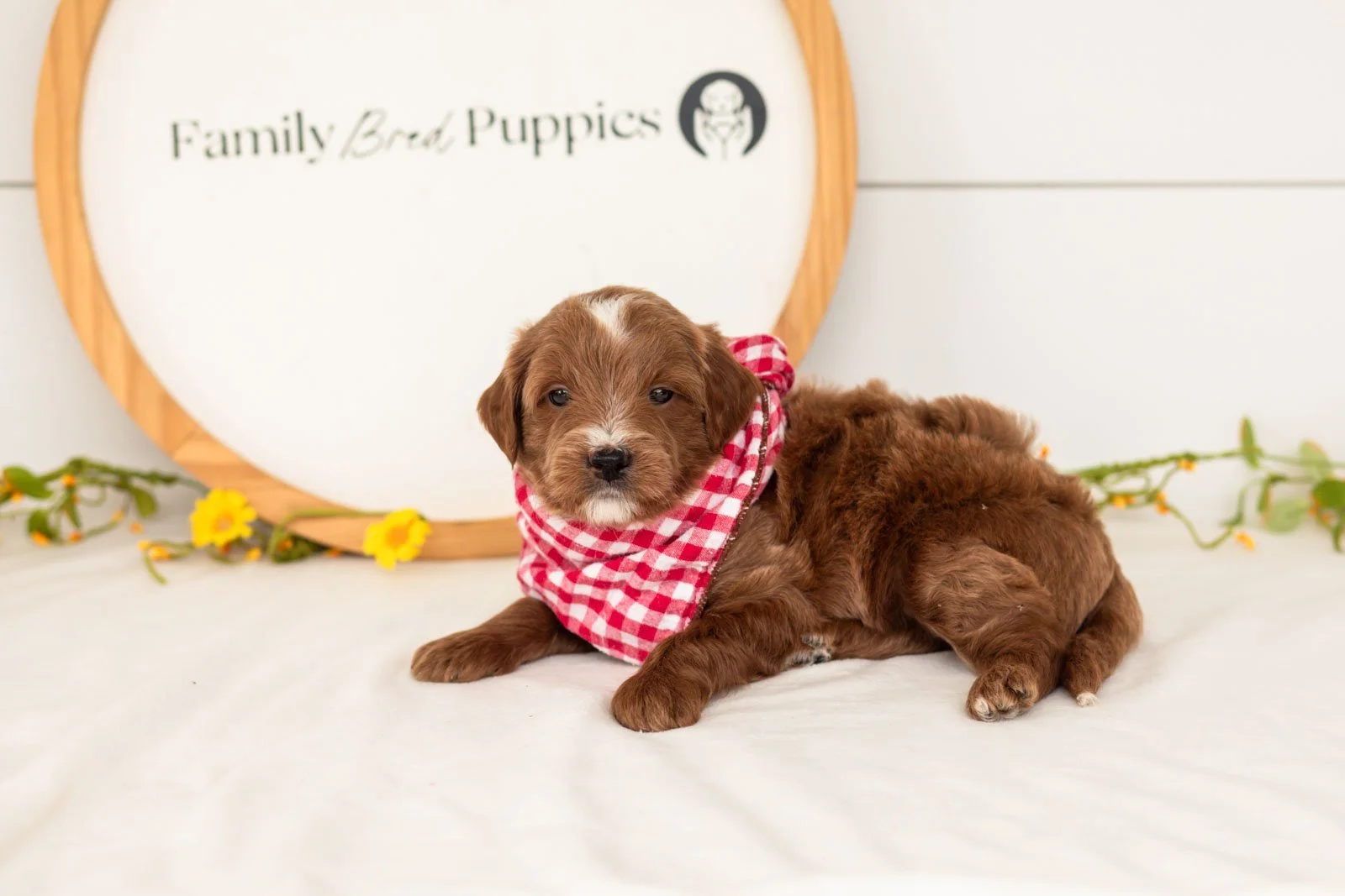 Jolt goldendoodle for sale.jpg