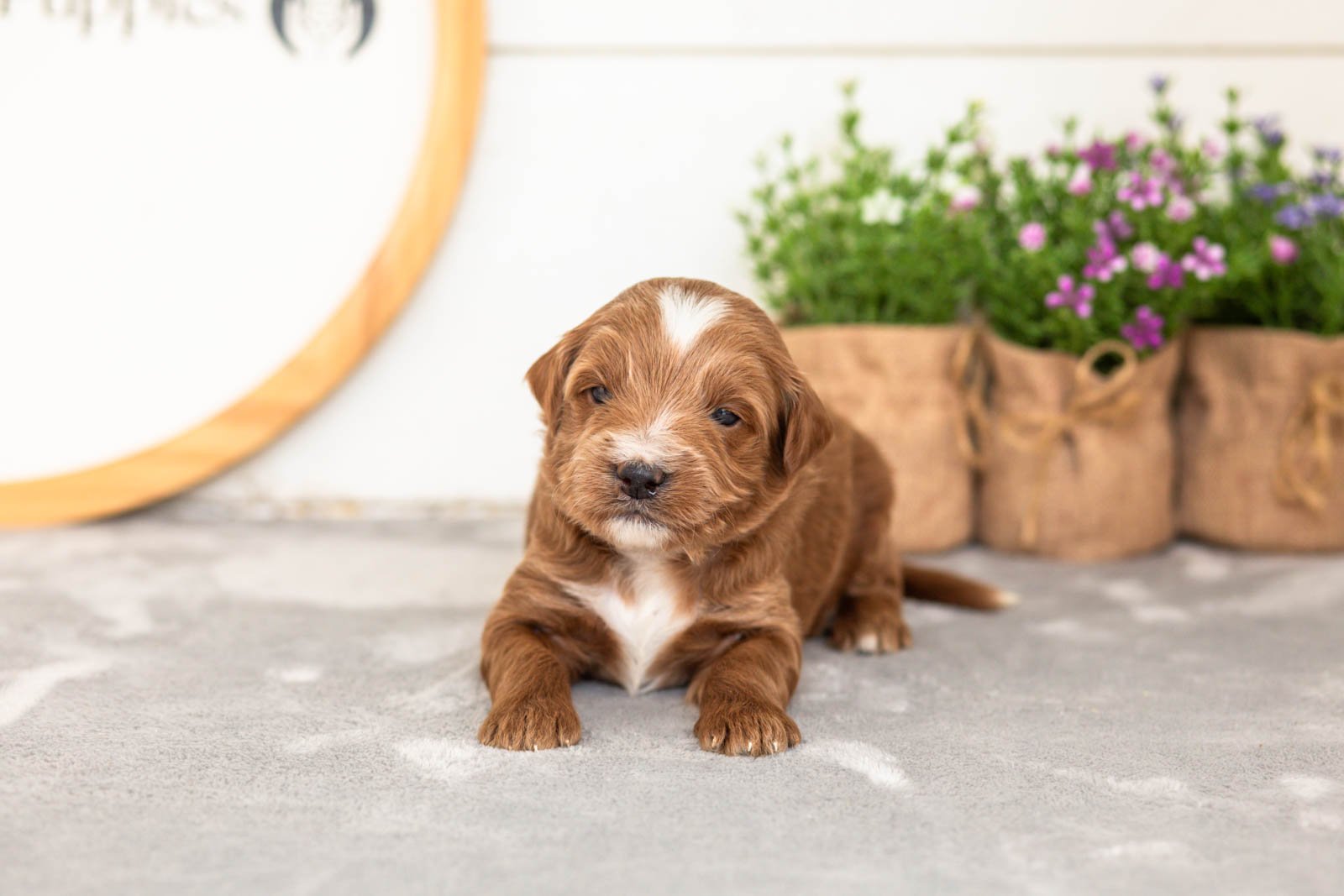 Jolt goldendoodle for sale(2).jpg