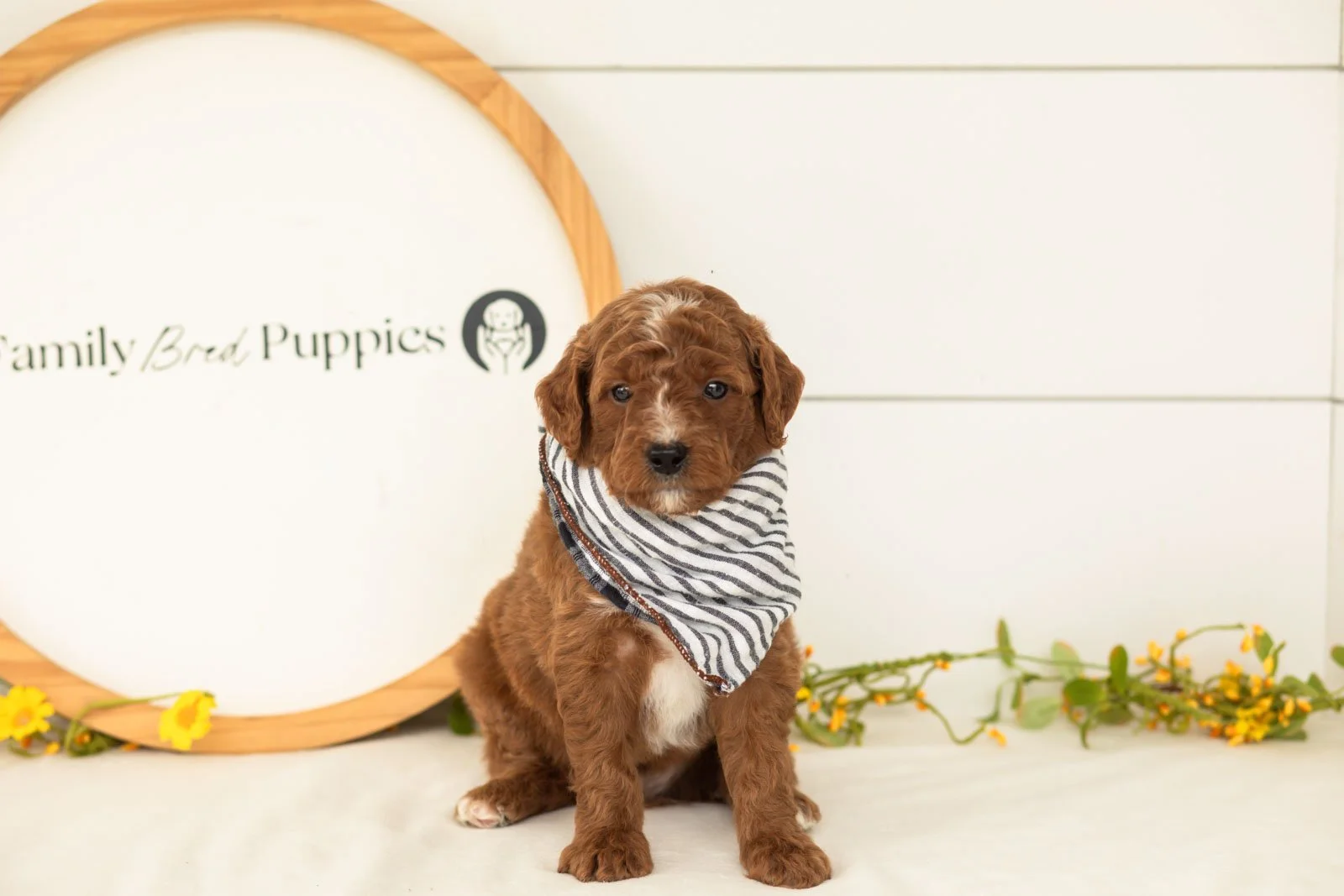 Pika goldendoodle for sale(2).jpg