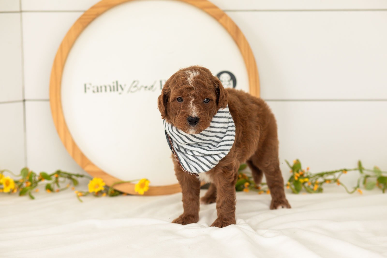 Pika goldendoodle for sale.jpg