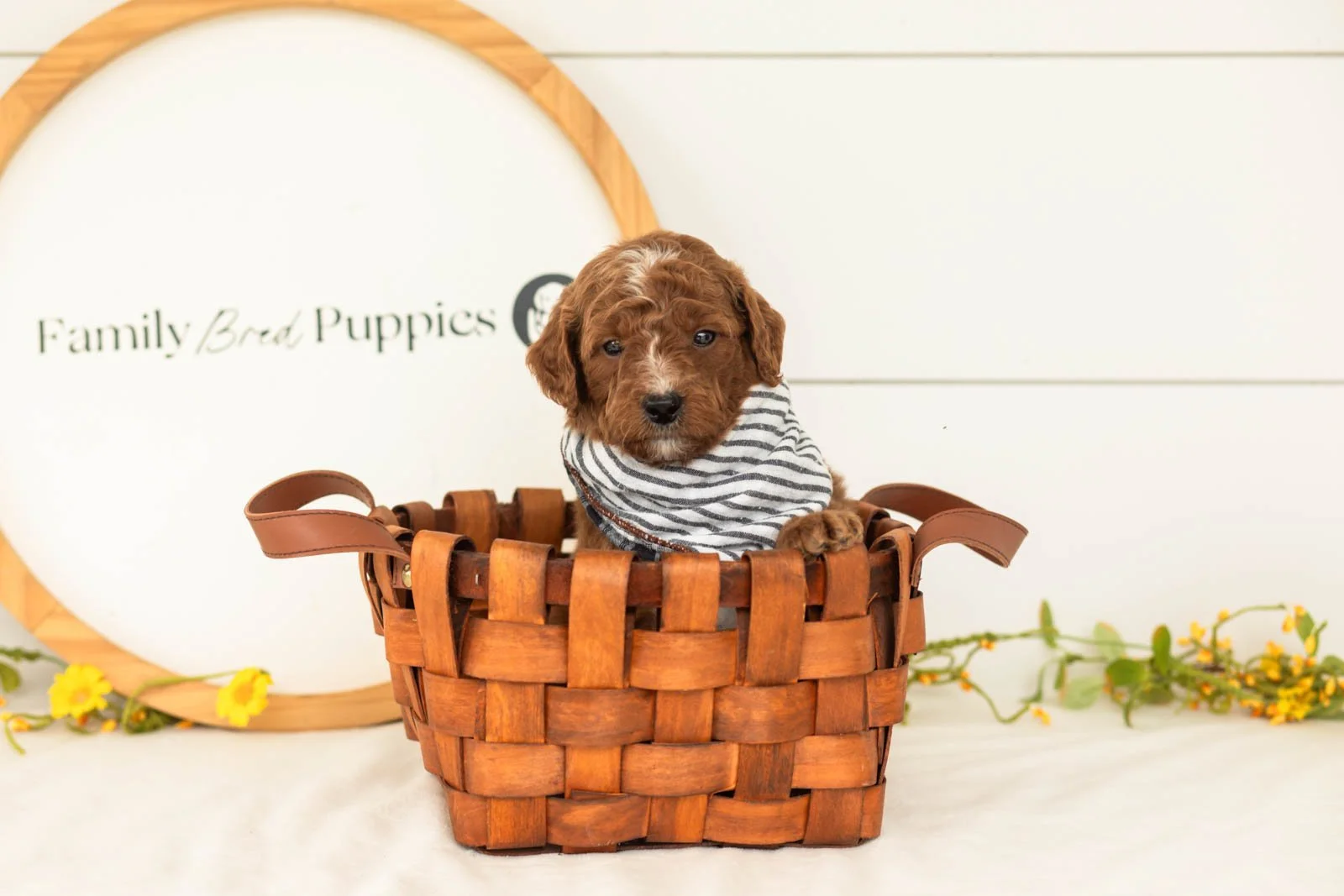 Pika goldendoodle for sale(3).jpg