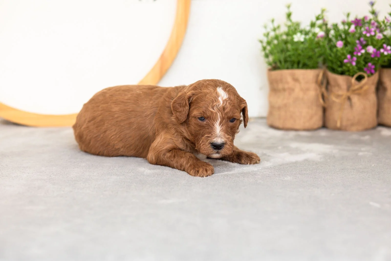 Pika goldendoodle for sale.jpg