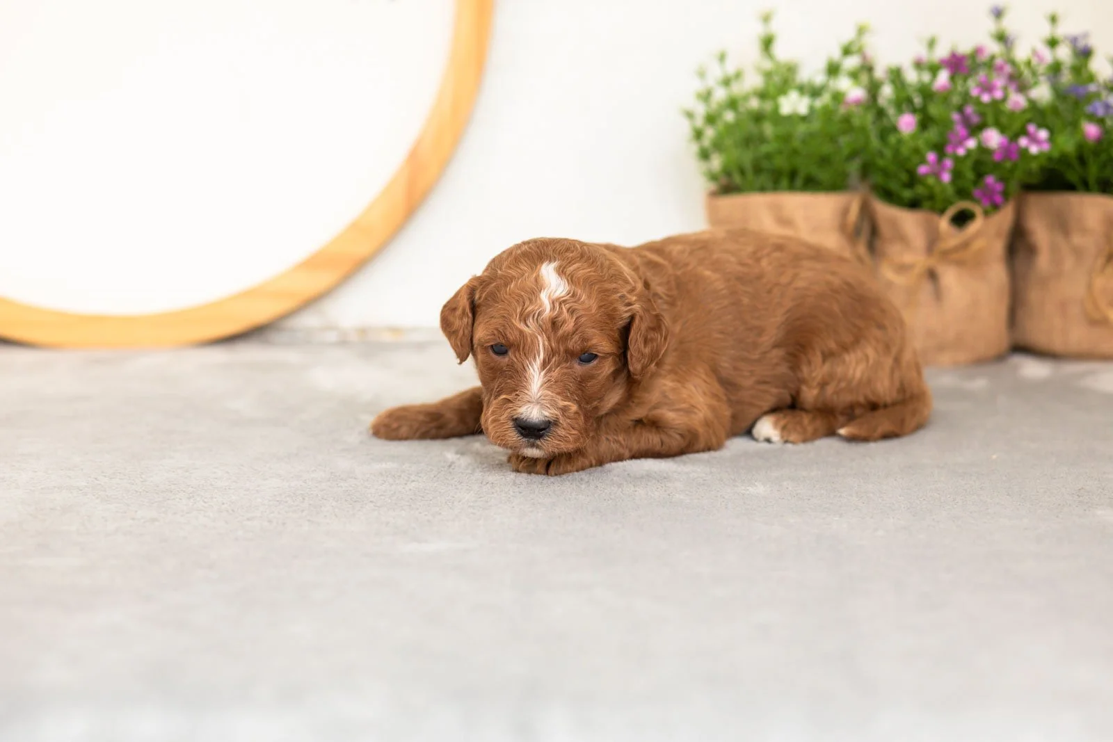 Pika goldendoodle for sale(1).jpg