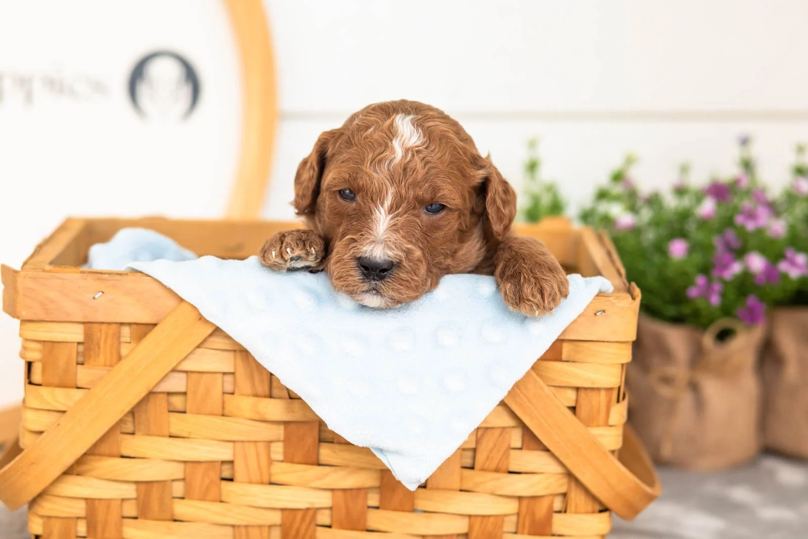 Pika goldendoodle for sale(3).jpg