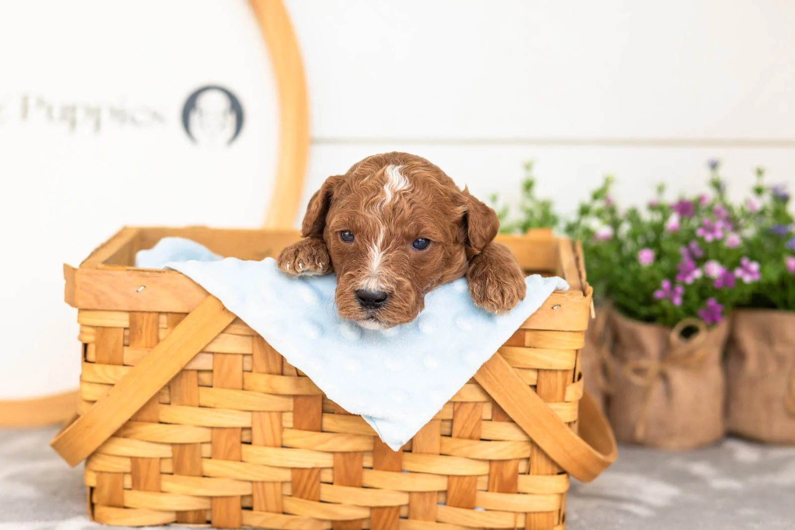 Pika goldendoodle for sale(4).jpg