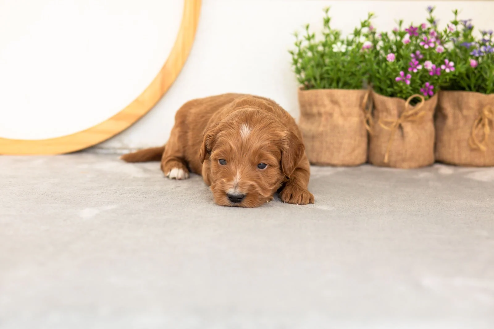Squirte goldendoodle for sale.jpg