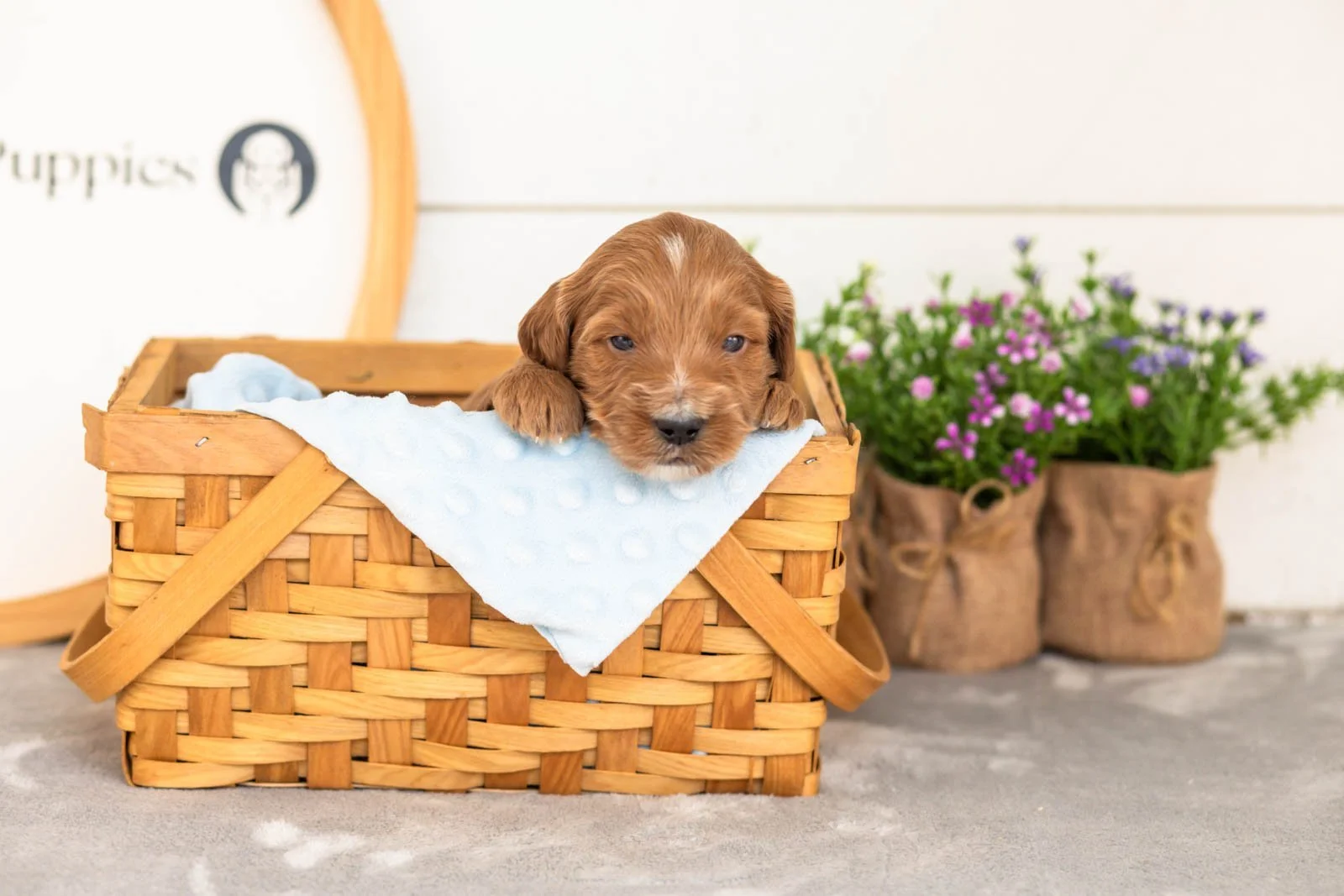 Squirte goldendoodle for sale(4).jpg