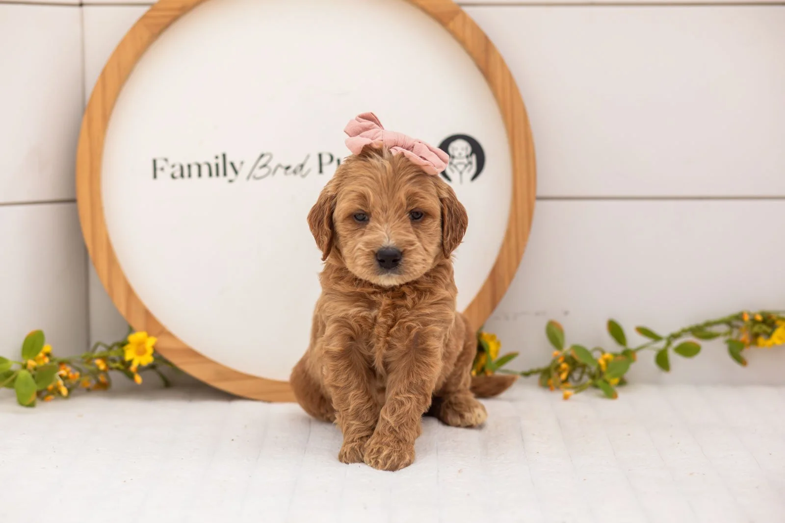Hazel goldendoodle for sale(2).jpg