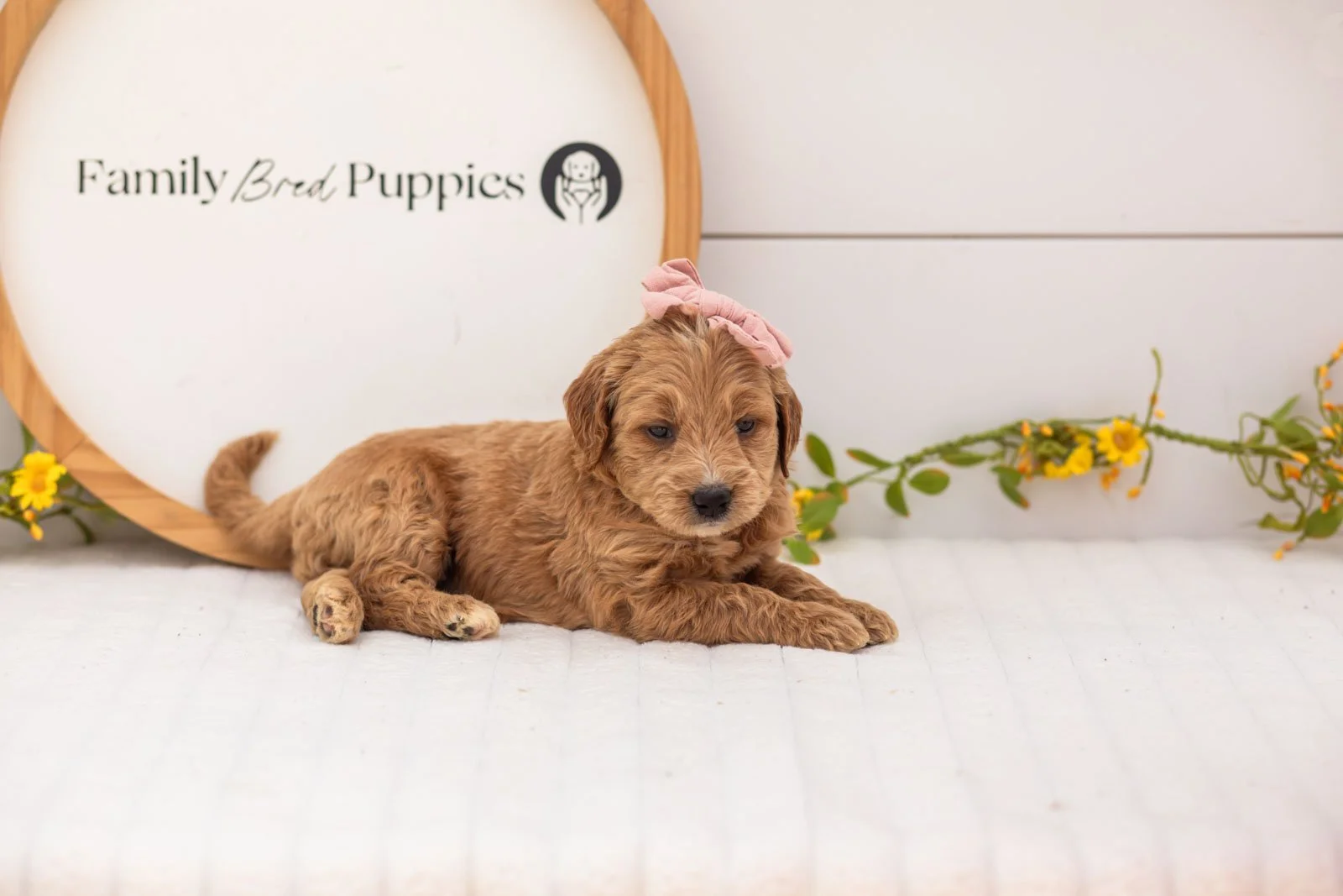 Hazel goldendoodle for sale(1).jpg