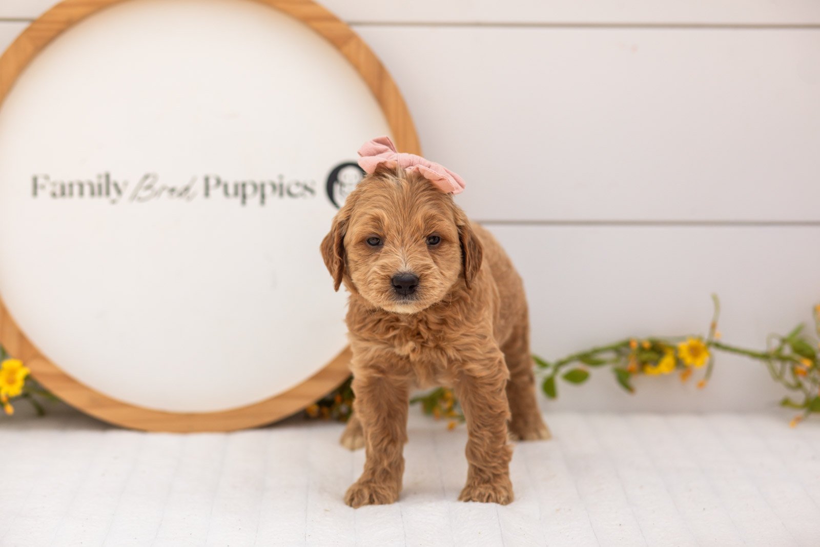 Hazel goldendoodle for sale.jpg