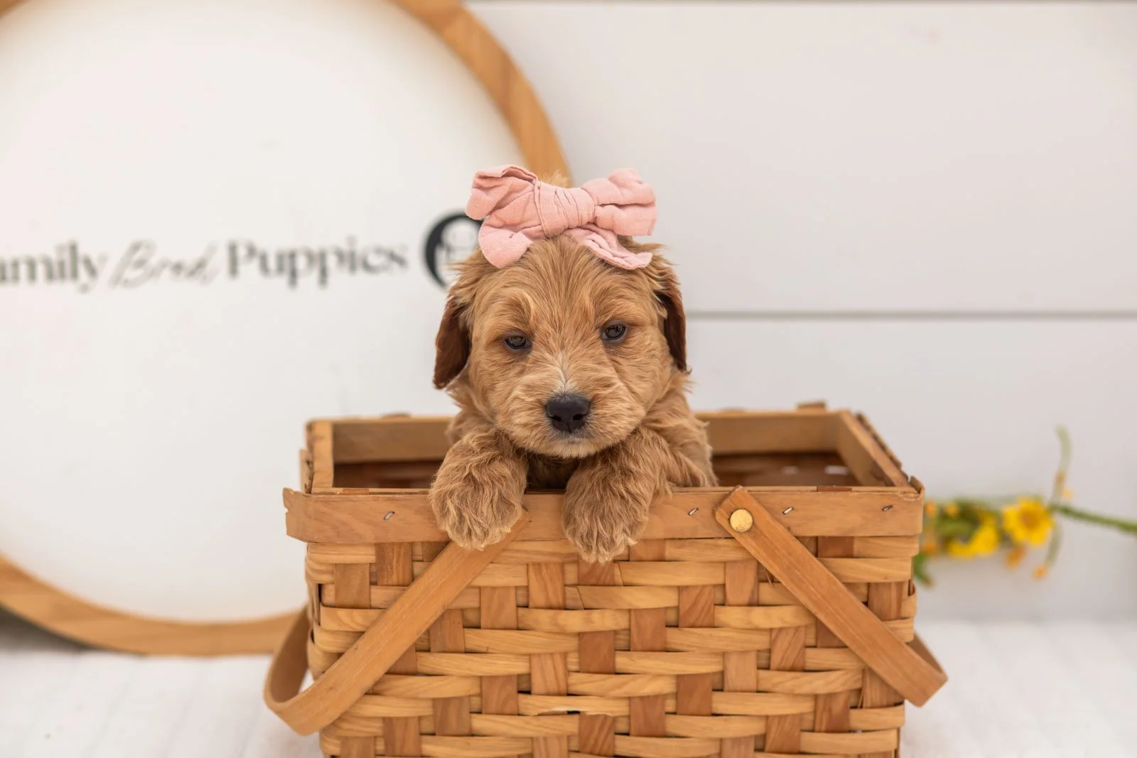 Hazel goldendoodle for sale(3).jpg