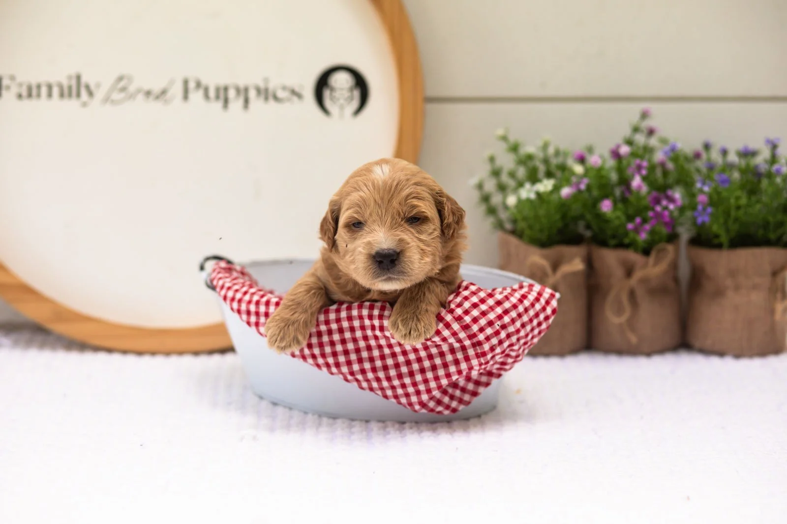 Hazel goldendoodle for sale(3).jpg